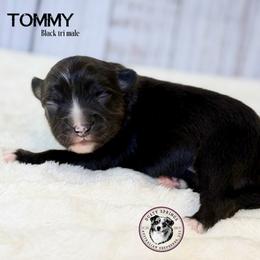 Tommy - Black tri male Toy Australian Shepherd puppy in East Berlin, Pennsylvania from Dusty Spring Australian Shepherds, LLC