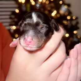Dachshund Puppies from Holly’s Mini Weenies