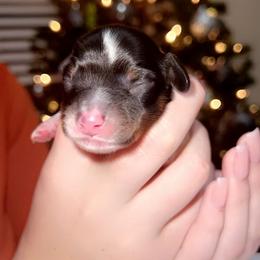 Dachshund Puppies from Holly’s Mini Weenies