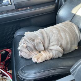 Bulldog Puppies from Bougie Bullies & Birds LLC
