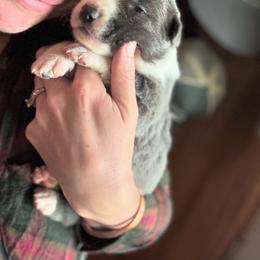 Border Collie Puppies from Chasing Dreams Border Collies