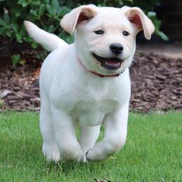 Labrador Retrievers from Castle Hills Labradors