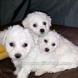 Bichon Frise Puppies from Champion Bichon