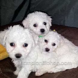 Bichon Frise Puppies from Champion Bichon