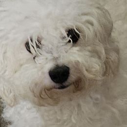 Bichon Frises, Maltese, Maltipoos, and Shih Tzus from Cooley's Cuddle Pups