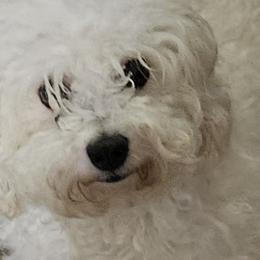 Bichon Frises, Maltese, Maltipoos, and Shih Tzus from Cooley's Cuddle Pups