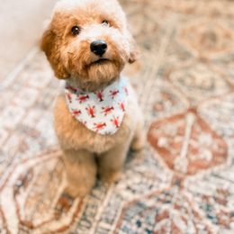 Bernedoodle, Goldendoodle, and Poodle Puppies from Florida Pumpkadoodles