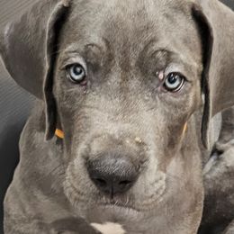 Orange - Blue Great Dane puppy in Garner, North Carolina from Gentle Giant Danes, LLC