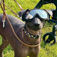 Cash - Xoloitzcuintli