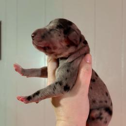 Dazed - Merle male Great Dane puppy in Jerusalem, Arkansas from Mara Danes