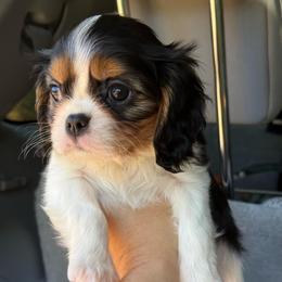 Chica - Tri-color female Cavalier King Charles Spaniel puppy in Spring Hill, Florida from Stardom Chihuahuas & CKCS