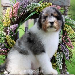 Max - Merle male Bernedoodle puppy in Factoryville, Pennsylvania from North Mountain Doodles
