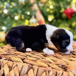 Jax - Black tri male Miniature American Shepherd puppy in Springfield, Missouri from 3 Barrels Farms, LLC