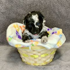 Girl 2 - Black merle female Mudi puppy in Raeford, North Carolina from Wodan Kennels