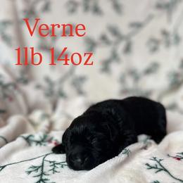 Verne - Black male Labrador Retriever puppy in Puyallup, Washington from 12 Door Farm Labradors
