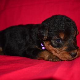 Freedom - Black and tan female Welsh Terrier puppy in Draper, Virginia from Shady Oaks WFT