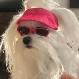 Maltese puppies from Donna's Maltese