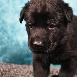 German Shepherd Puppies from Paws Of Germany