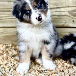 Bug - Blue merle male Australian Shepherd puppy in Putnam County, New York from Highland Haven Australian Shepherds