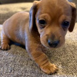 Honey Female CKC certified. UPDATED PHOTOS 1  17  26 - Sable female Dachshund puppy in Oklahoma City, Oklahoma from Diana's Dachshunds CKC certified!