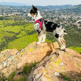 Miniature Australian Shepherd All Grown Up from Furrever.Mini.Aussies.llc
