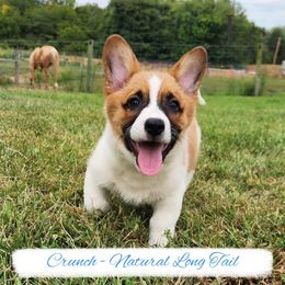 Crunch - Red male Pembroke Welsh Corgi puppy in Pine Village, Indiana from NL Horsemanship