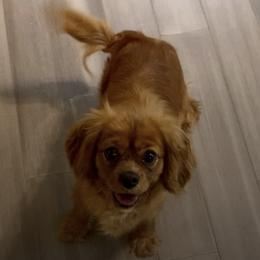 Cavalier King Charles Spaniels, Cavapoos, Miniature Pinschers, and Poodles from TNT Puppies