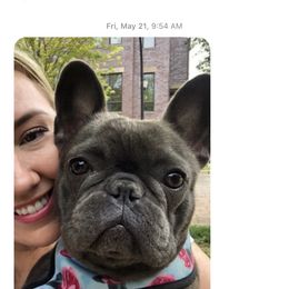 French Bulldog All Grown Up from Stonecreek Bulldogs