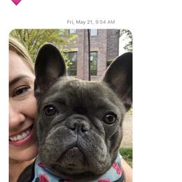 French Bulldog All Grown Up from Stonecreek Bulldogs