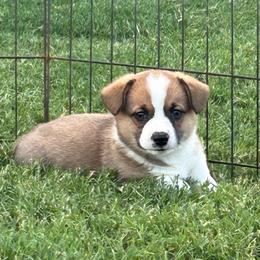 Boy 1 - White and fawn male Pembroke Welsh Corgi puppy in Honey Grove, Texas from JK Ranch Corgis