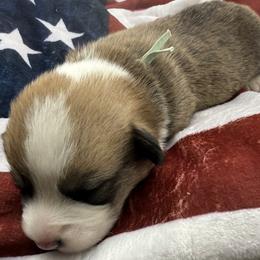 Teal : light blue ID Boy - Red male Pembroke Welsh Corgi puppy in Barling, Arkansas from Soaring Eagle Corgis
