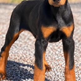 DORA - Black and rust female Doberman Pinscher puppy in Columbia, Maryland from Storm Cloud Doberman