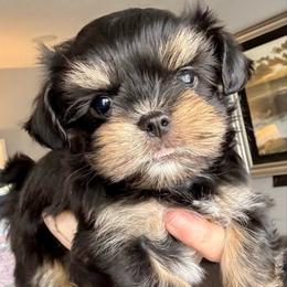 Little Boy - Black male Havanese puppy in Walpole, Massachusetts from Golden Glen Havanese
