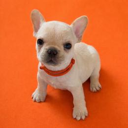 Mr Orange - Cream male French Bulldog puppy in Clinton, Tennessee from Summer Rose