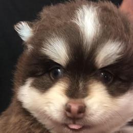 Woody - Chocolate male Pomsky puppy in Spring Hill, Florida from PDQ Pomskies