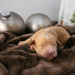 Apricot girl - Apricot female Goldendoodle puppy in Lafayette, Alabama from Sweethaven Kennels