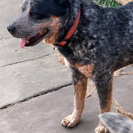 Bronson - Australian Cattle Dog