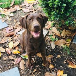 Reagan - Labrador Retriever
