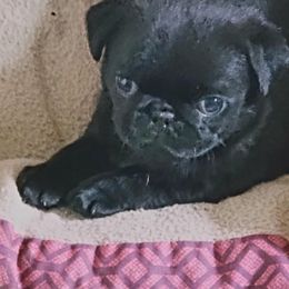 Pug Puppies from Pug Place Phoenix