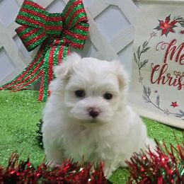 Cole - White and lemon male Maltese puppy in Aurora, Missouri from KnJ Precious Paws LLC