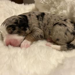 Boy 2 - male Aussiedoodle puppy in Orange Cove, California from Sand Creek Ranch Aussiedoodles