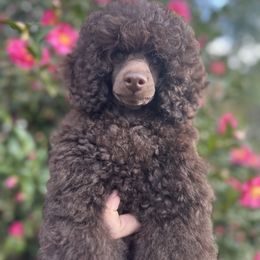 Black Gold Elric - Brown male Poodle puppy in Leesville, Louisiana from BlackGoldToyPoodles