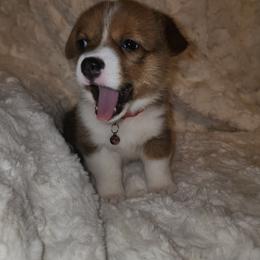 Pembroke Welsh Corgi Puppies from Tiny Titans K9