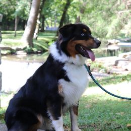 Beau - Australian Shepherd