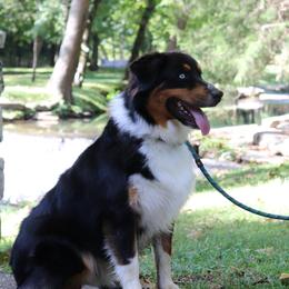 Beau - Australian Shepherd