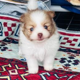 Daisy - Chocolate parti female Pomeranian puppy in Green Cove Springs, Florida from Natasha's Ark of Joy
