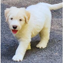 Paco - male Barbado da Terceira puppy in Frederick, Maryland from New World Barbado da Terceira