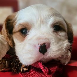 Frosty - Blenheim male Cavalier King Charles Spaniel puppy in Marshfield, Missouri from Puppyloversplace