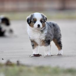 Toy Australian Shepherd Puppies from Shooting Stars Ranch Toy and Mini Aussies