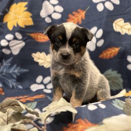 Girl 4 - Blue speckled female Australian Cattle Dog puppy in Scurry, Texas from RedHorizon AKC Australian Cattle Dogs (Heelers)